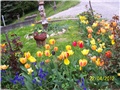 Tulipani